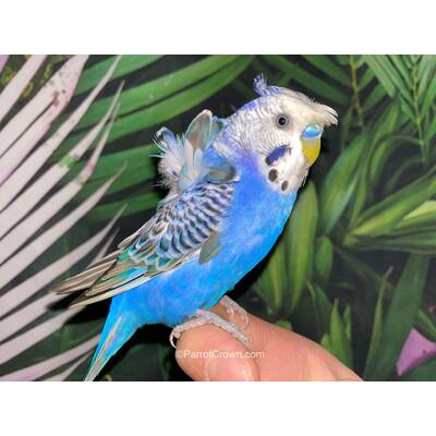 Παπαγαλάκια Hagoromo (Melopsittacus undulatus)