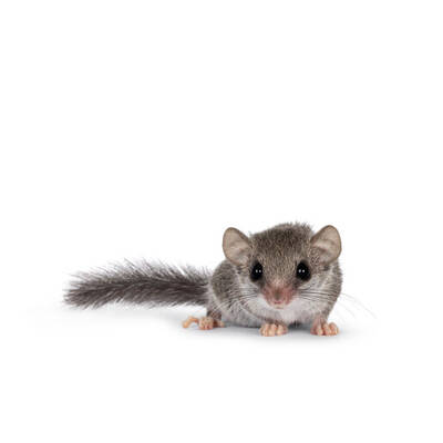 African Pygmy Dormice