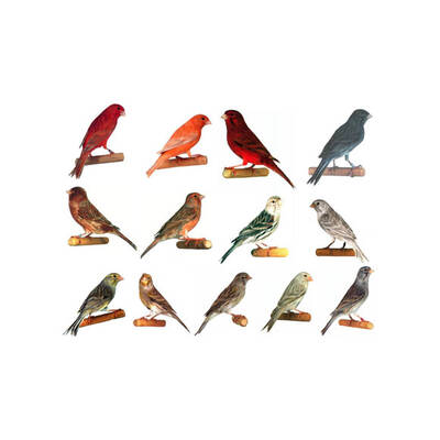 ΚΑΝΑΡΙΝΙ Κοινό Αρσενικό