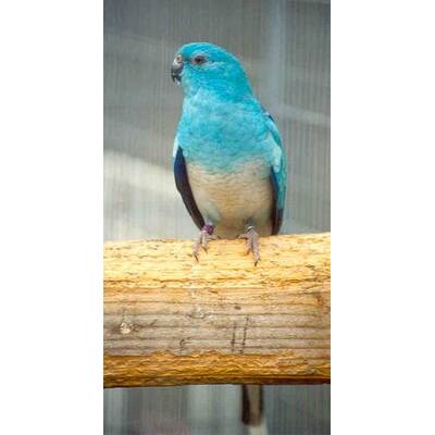 ΠΑΠΑΓΑΛΟΣ Blue Red Rumped