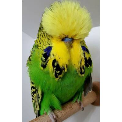 English Crested Budgies