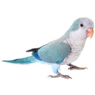 Monk Parakeet Blue (Myiopsitta Monachus)