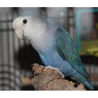 Lovebird Peach Faced (Agapornis rosseicollis)