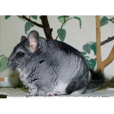 Τσιντσιλά Βιολετί (Chinchilla chinchilla)
