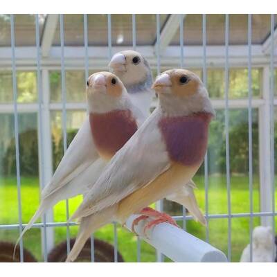 Παραδείσια Gouldian Silver (Chloebia gouldiae)