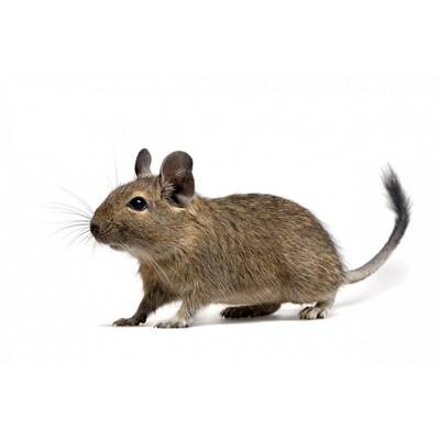 Degu