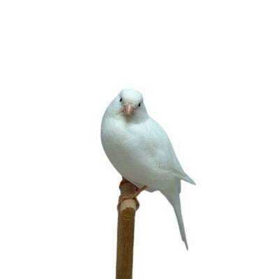 ΚΑΝΑΡΙΝΙ Λευκό Υπολειπόμενο Αρσενικό