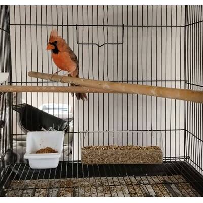 Cardinalis Cardinalis (Red Cardinal)
