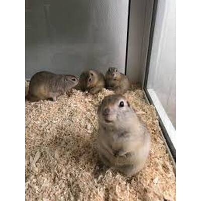 Richardson's Ground Squirrel