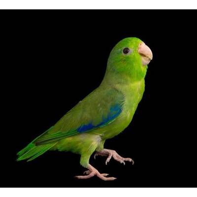 Pacific Parrotlet Green (Forpus coelestis)