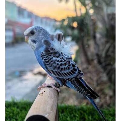 Παπαγαλάκι Hagoromo (Melopsittacus undulatus)