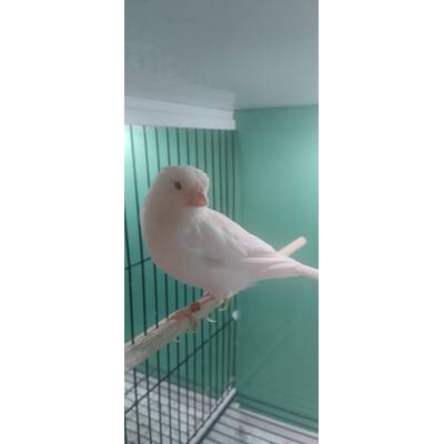 ΚΑΝΑΡΙΝΙ Αλμπίνο Θηλυκό (Κόκκινα Μάτια)