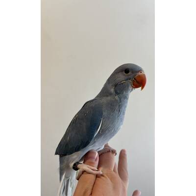 Ringneck Blue (Psittacula krameri)