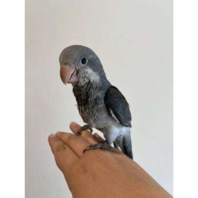 Monk Parakeet Blue (Myiopsitta Monachus)