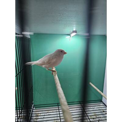 ΚΑΝΑΡΙΝΙ Αλμπίνο Θηλυκό (Κόκκινα Μάτια)