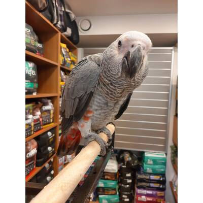 African Grey Zako Red Factor