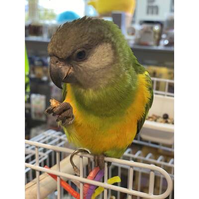 Παπαγάλος Σενεγάλης (Senegal parrot)