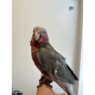 Cockatoo Galah (Eolophus Roseicapilla)