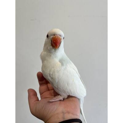 Ringneck Albino (Psittacula krameri)