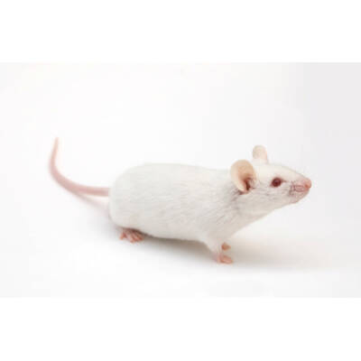ΛΕΥΚΟ ΠΟΝΤΙΚΑΚΙ (mus musculus)