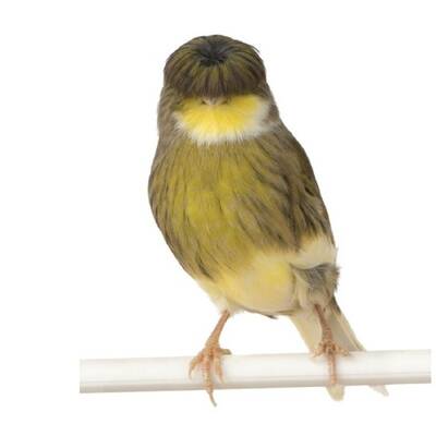 ΚΑΝΑΡΙΝΙ Gloster Consort Θηλυκό