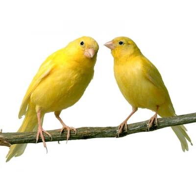 ΚΑΝΑΡΙΝΙ Κίτρινο Λιποχρωμικό Αρσενικό