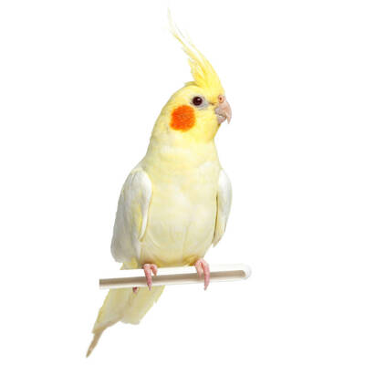 ΠΑΠΑΓΑΛΟΣ Cockatiel Lutino