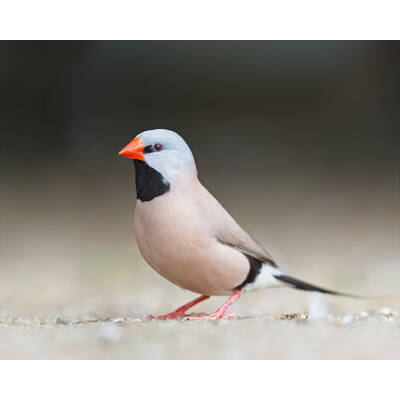 Παραδείσια Long-Tailed (Poephila acuticauda)