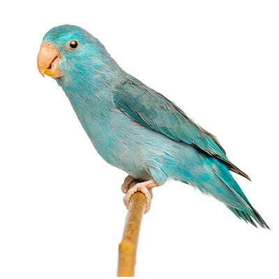 ΠΑΠΑΓΑΛΟΣ Parrotlet Blue (Forpus coelestis)