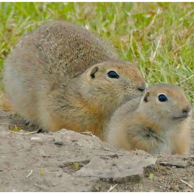 Richardson's Ground Squirrel Ζευγάρι (Urocitellus richardsonii)