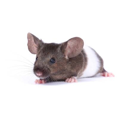 Πολύχρωμο Ποντίκι (Mus musculus)