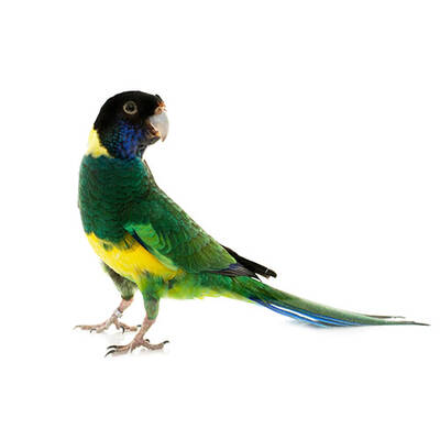 Port Lincoln (Barnardius Zonarius)