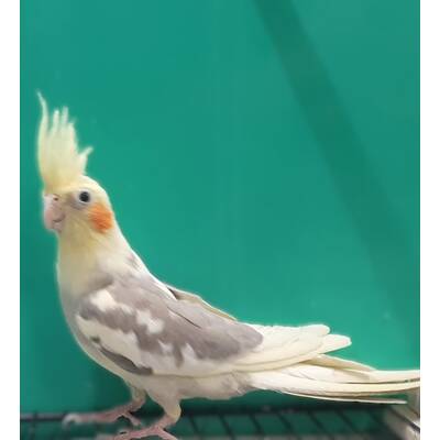 Cockatiel Pied