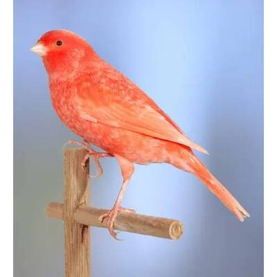 ΚΑΝΑΡΙΝΙ Κόκκινο Χιονέ Αρσενικό