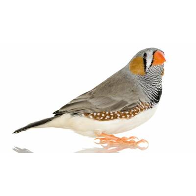 Zebra finch