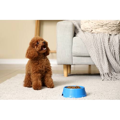 Which Food Is Right for Your Dog