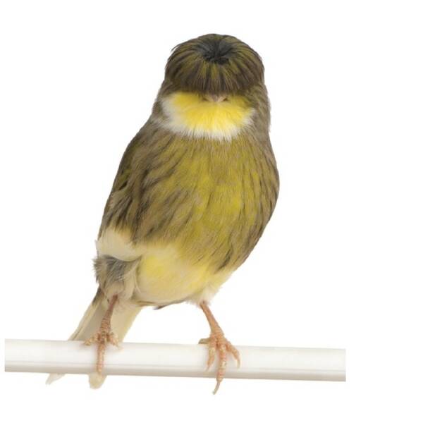 ΚΑΝΑΡΙΝΙ Gloster Corona Αρσενικό