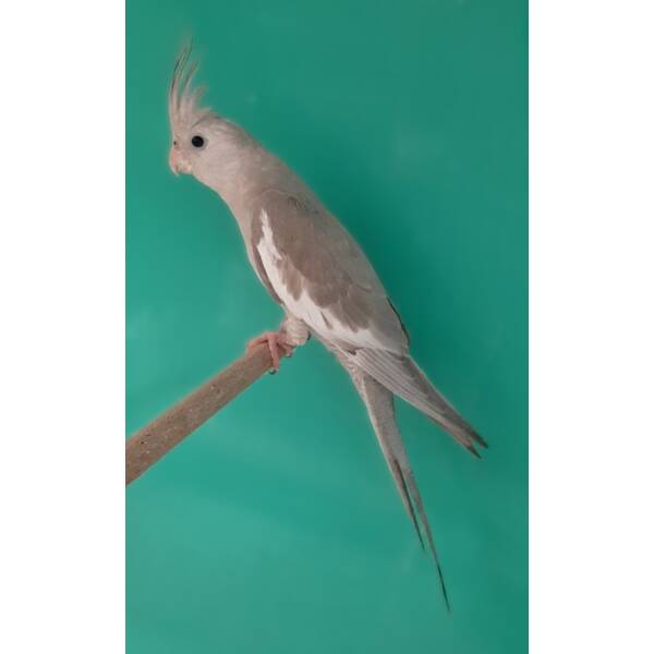 Cockatiel White Face Cinnamon Cockatiel White Face Cinnamon