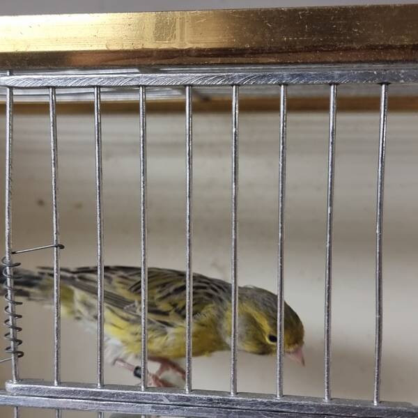 ΚΑΝΑΡΙΝΙ Agate Κίτρινο Θηλυκό