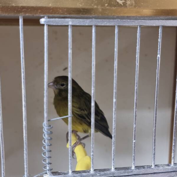 ΚΑΝΑΡΙΝΙ Μαυροκίτρινο Αρσενικό