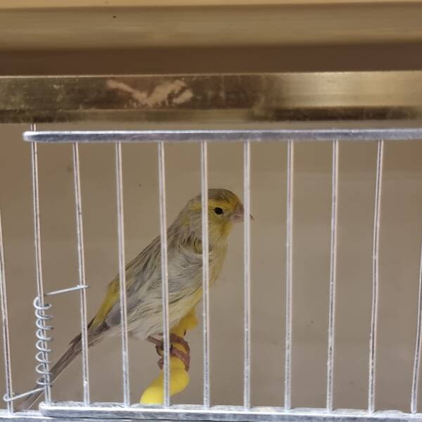 ΚΑΝΑΡΙΝΙ Satinette Αρσενικό