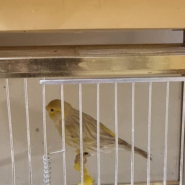 ΚΑΝΑΡΙΝΙ Isabel Αρσενικό