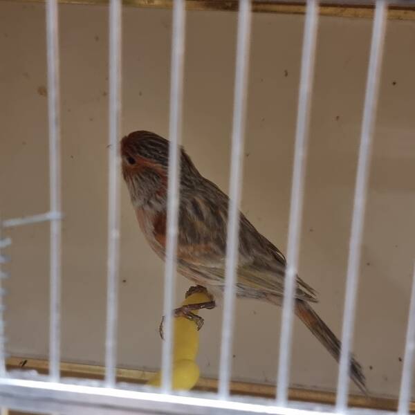 ΚΑΝΑΡΙΝΙ Γκριζόφτερο Αρσενικό