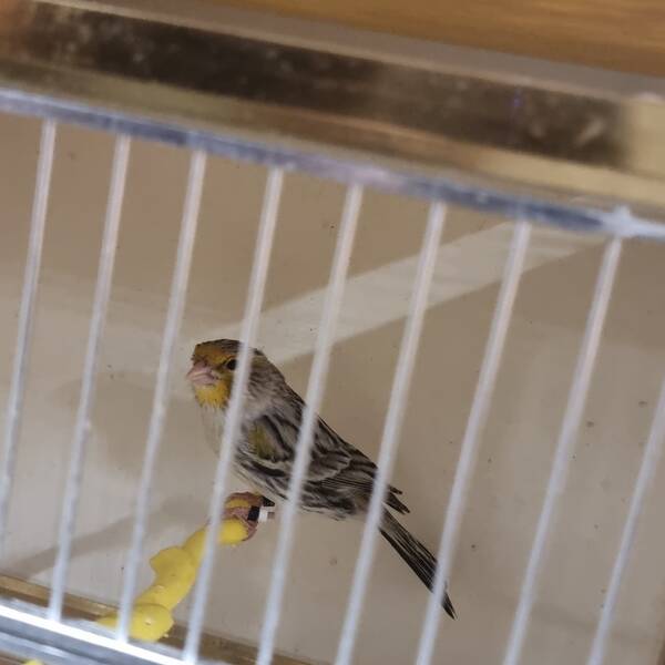 ΚΑΝΑΡΙΝΙ Agate Κίτρινο Mosaic Αρσενικό