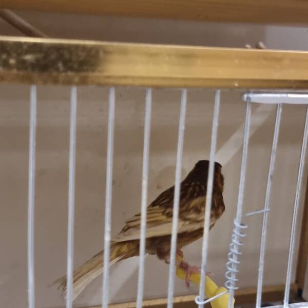 ΚΑΝΑΡΙΝΙ Phaeo Κίτρινο Αρσενικό