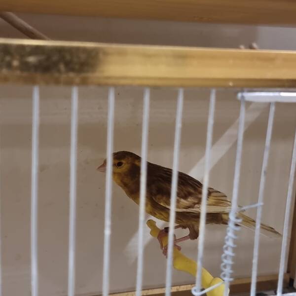 ΚΑΝΑΡΙΝΙ Phaeo Κίτρινο Αρσενικό