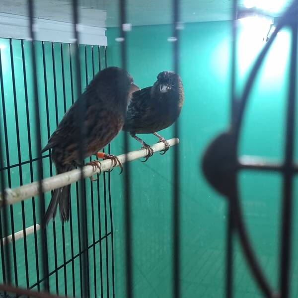 ΚΑΝΑΡΙΝΙ Cobalt Κόκκινο Αρσενικό