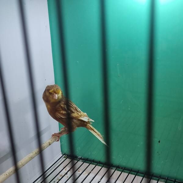 ΚΑΝΑΡΙΝΙ Phaeo Λευκό-Κίτρινο Αρσενικό