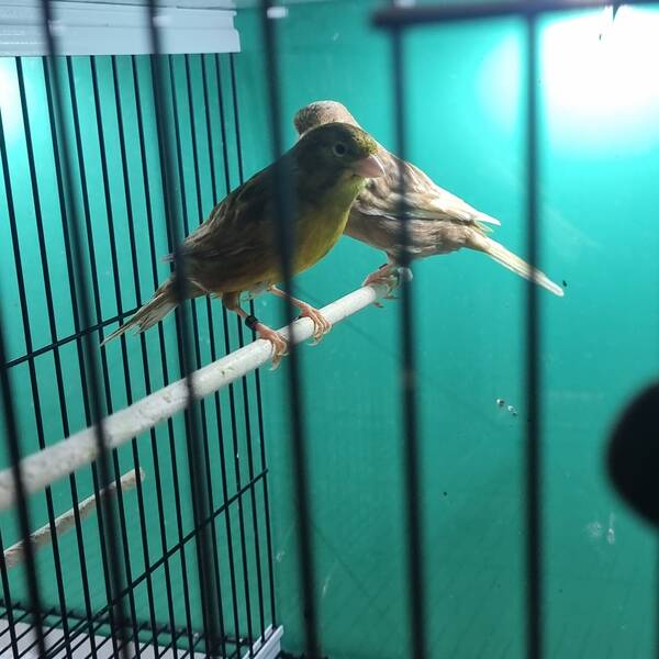 ΚΑΝΑΡΙΝΙ Phaeo Κίτρινο Θηλυκό