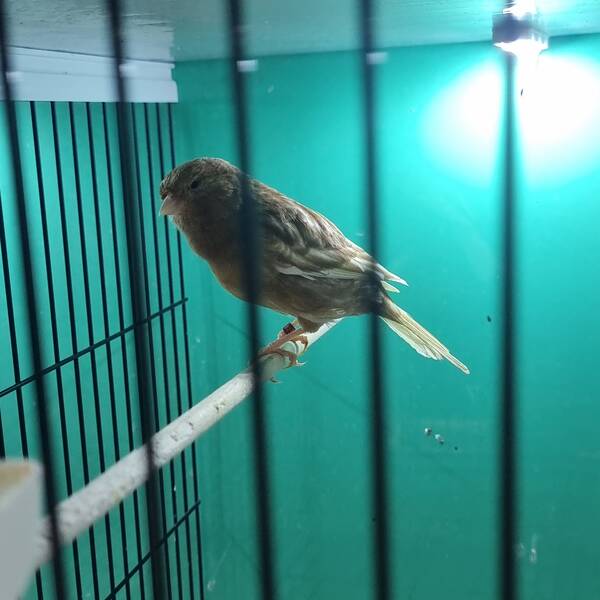 ΚΑΝΑΡΙΝΙ Phaeo Φορέας Αρσενικό